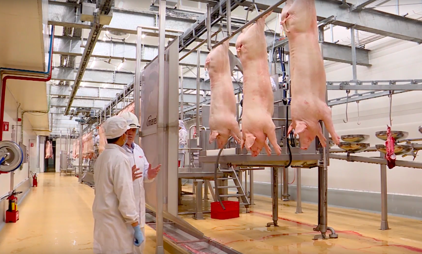  Top địa chỉ bán thịt lợn sạch hữu cơ – thịt mát tại TP.HCM